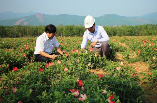 Successfully Reviving Local Precious Ginseng