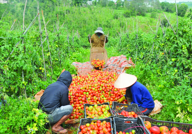 Tuy Duc:  Border District with Great Potential