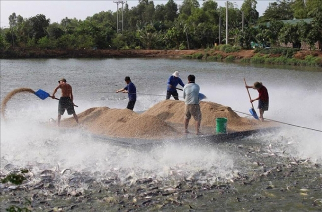 Vinh Long Province Develops Sustainable Pangasius Farming