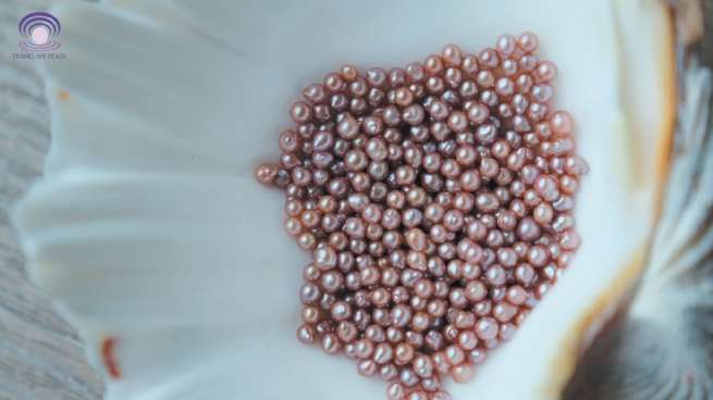 The Journey of a Construction Student Culturing Pearl Oysters