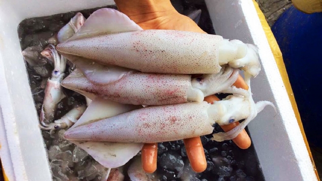 South Korea Boosts Cephalopod Imports from Vietnam